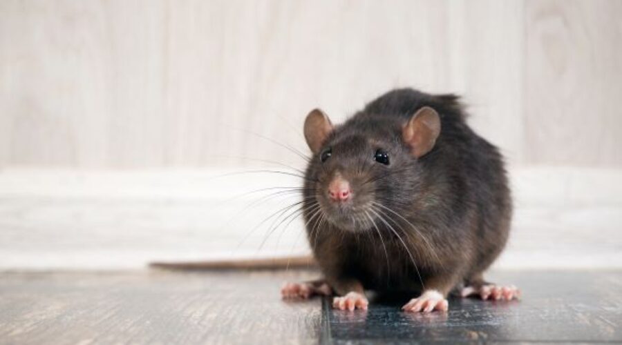 How Rodents Get Into Your Home
