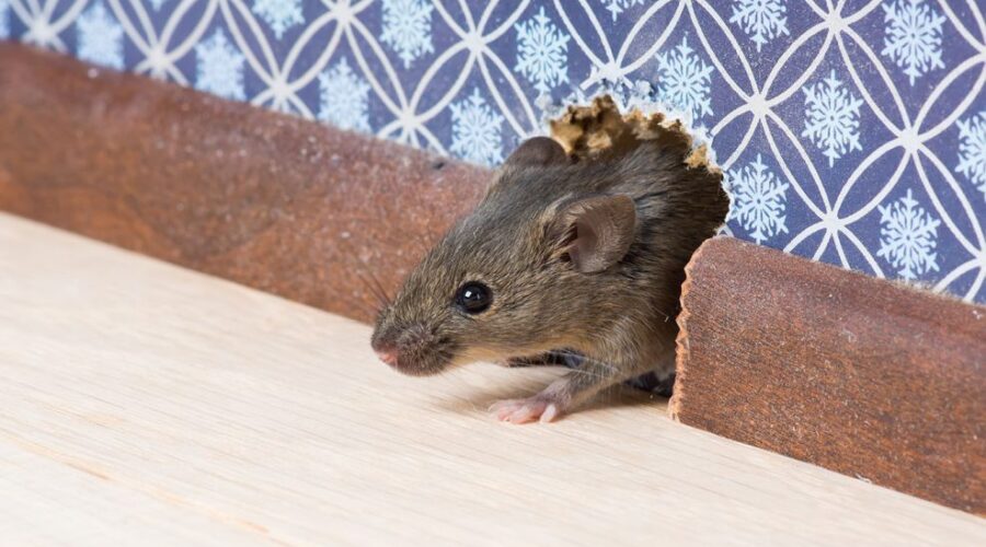 How To Get Rid of Mice in Walls