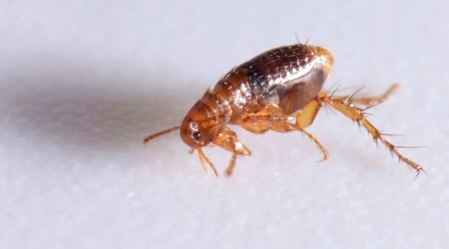 How To Get Rid of Pesky Fleas in the Yard