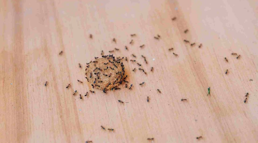 How Toronto’s Humid Summers Trigger Pest Infestations