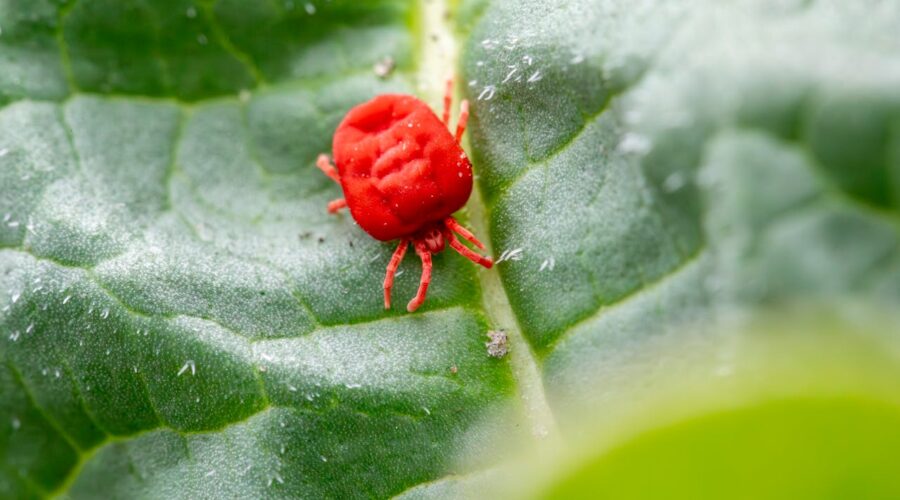 How to Eliminate Chiggers on Your Property