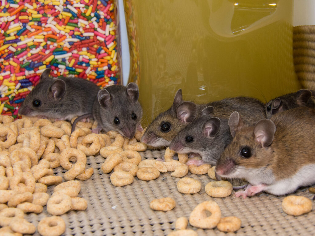 A line of mice with brown and grayish-brown fur and black eyes nibble on spilled cereal in a pantry cupboard