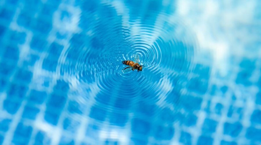 How to Keep Bees Away From Pools