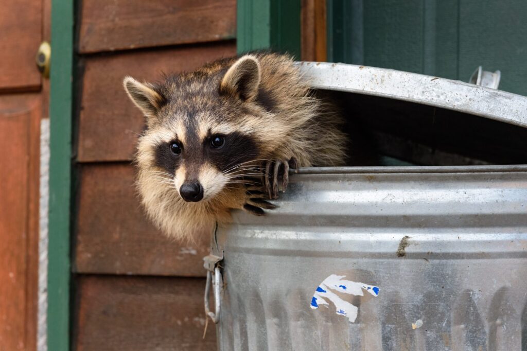 A raccoon with grayish-brown fur and a dark facial mask and paws climbs out of a metal trash can; wood siding and green house trim in the background