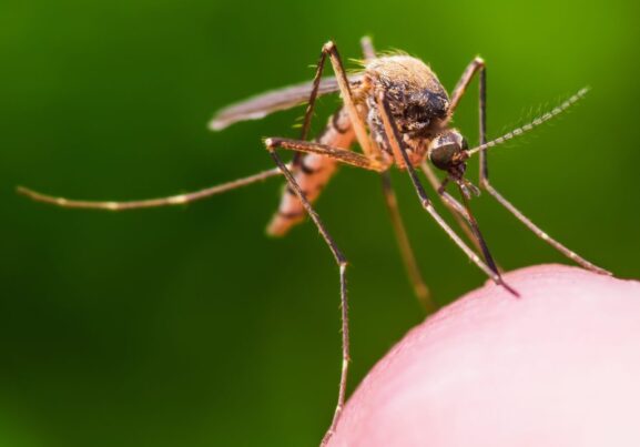 mosquito bites