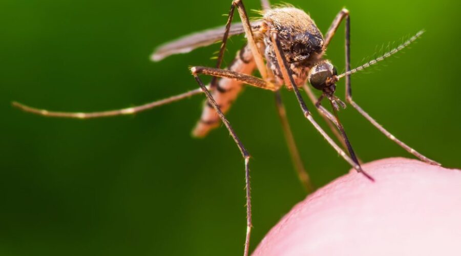 How to Stop Itchy Mosquito Bites