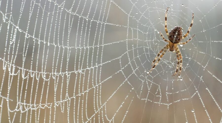 Identifying Spider Webs Around Your House