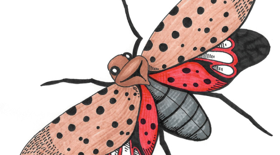 Join the Fight Against Spotted Lanternflies