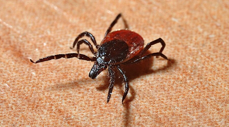 Mosquito and Tick Activity Peaks during Summer’s Heat