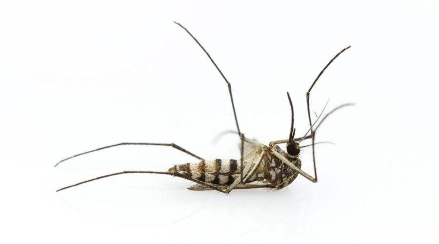 National Mosquito Control Awareness Week