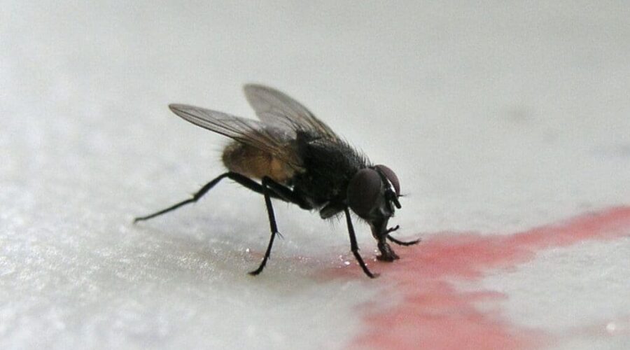 Natural Ways to Get Rid of House Flies