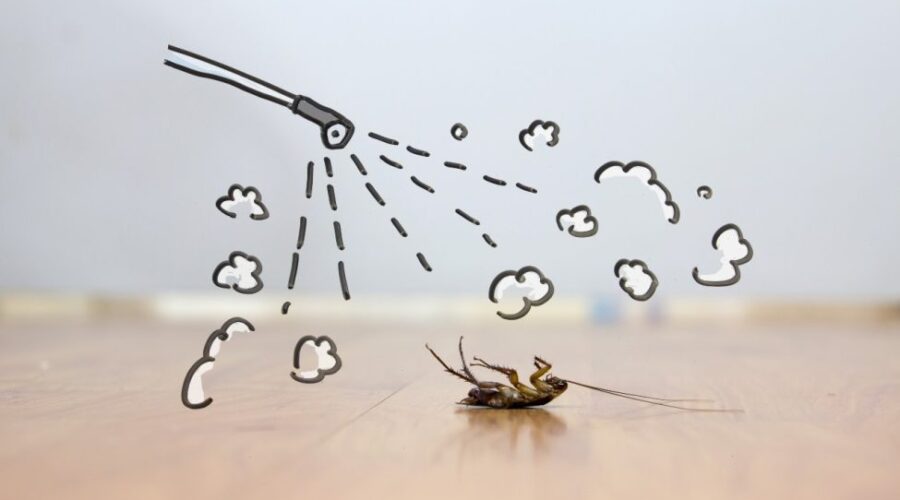 Pest Control vs. Extermination: What’s the Difference?
