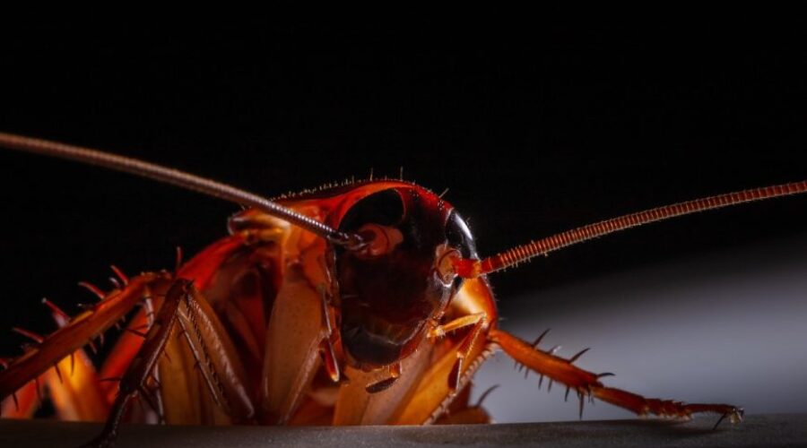 Pests That Come Out at Night