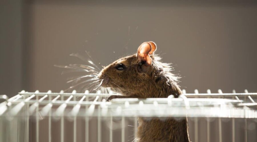 Rodent Control in Toronto High-Rises