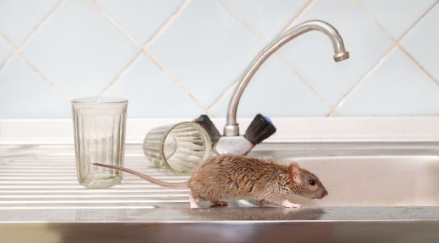 Rodent Infestations in the Winter