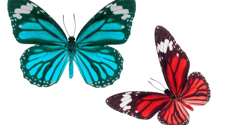 Stars and Stripes in the Bug World
