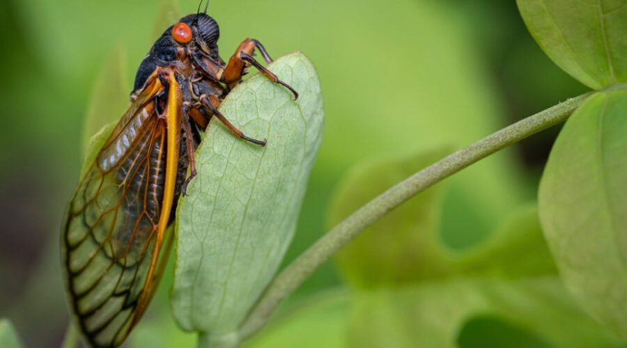 THE YEAR OF THE CICADA!