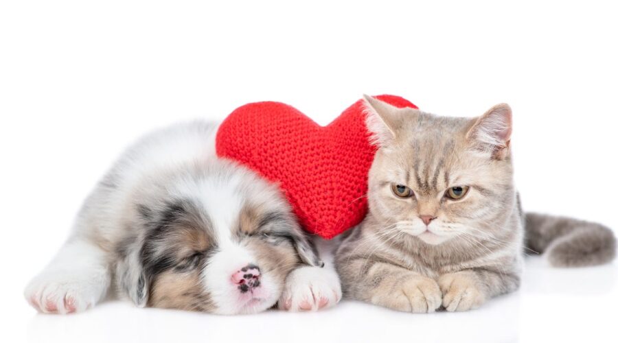 Time to Treat for Fleas and Ticks!