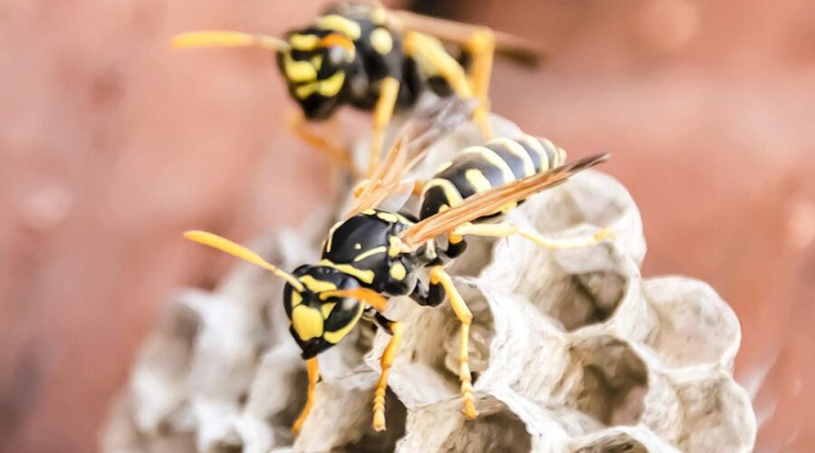 Wasps and their Nests