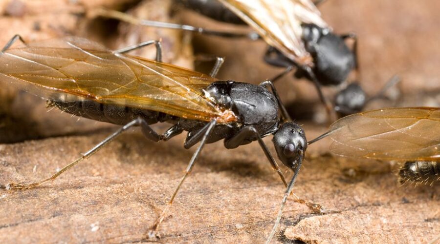 What “Bugs” People Most in May?