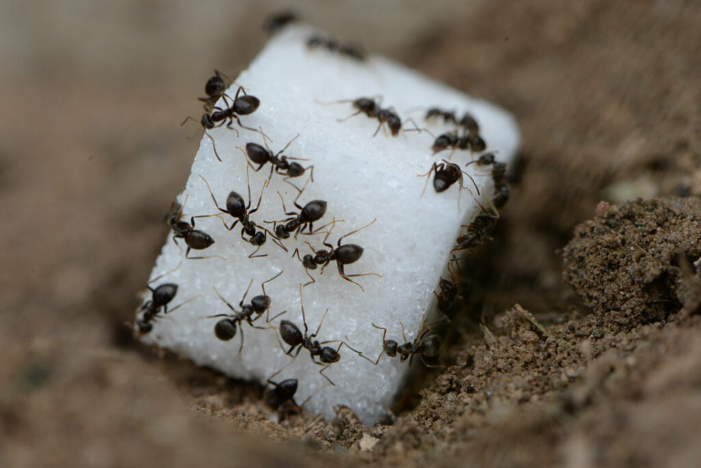 Small black ants crawl over a sugar cube resting on a dirt-covered surface