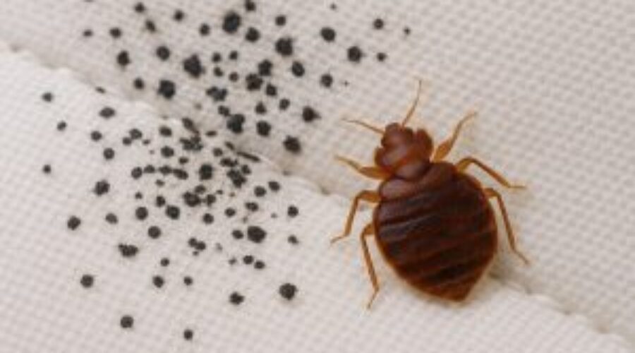 What Does Bed Bug Poop Look Like?