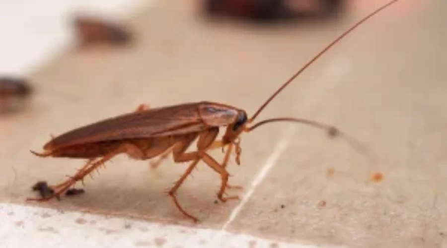 What Does Cockroach Poop Look Like? The Guide You Never Knew You Needed (But Totally Do)
