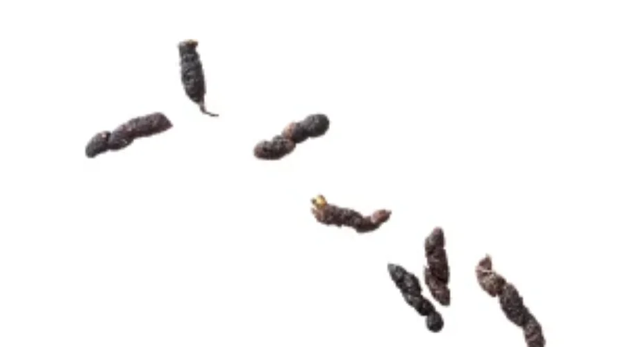 What Does Mouse Poop Look Like?