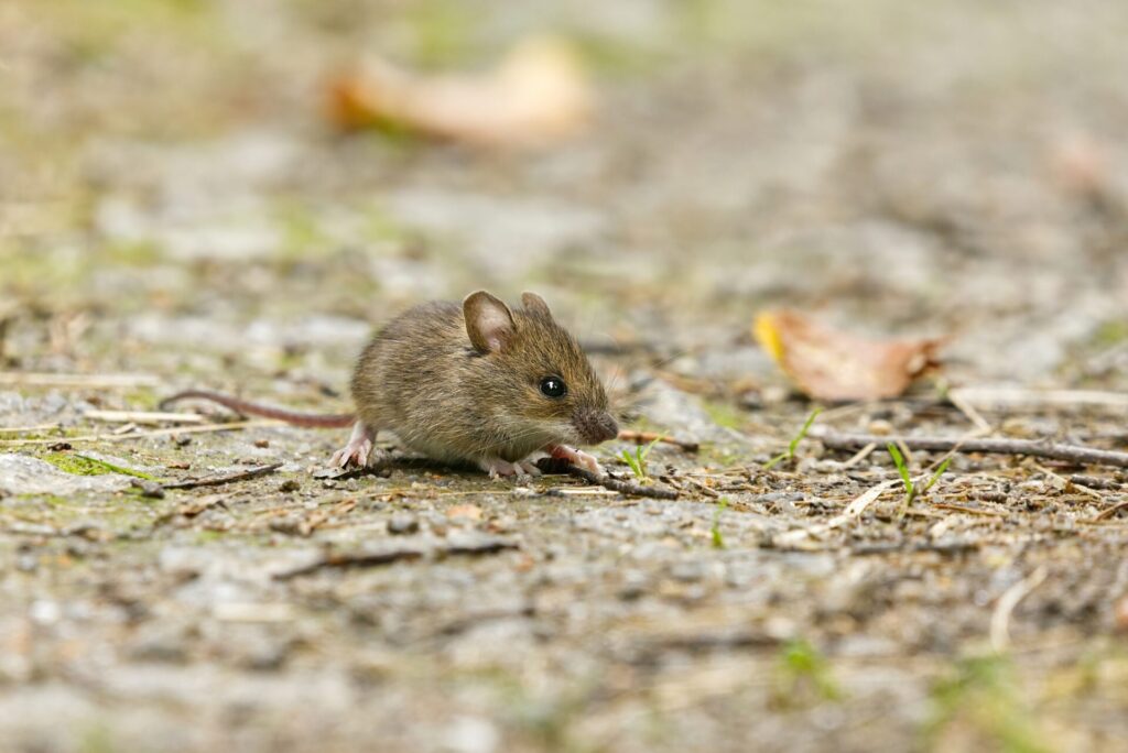 A small brown mouse scurries across a textured, gray surface with scattered twigs and dry leaves. The mouse's eyes are bright and its ears are perked as it navigates its surroundings.