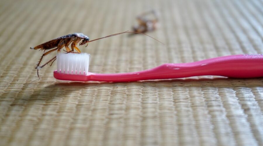 What You Need to Know About Cockroaches