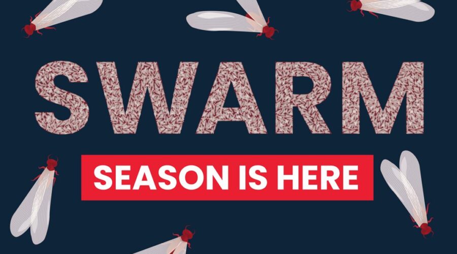What You Need to Know About Swarmers