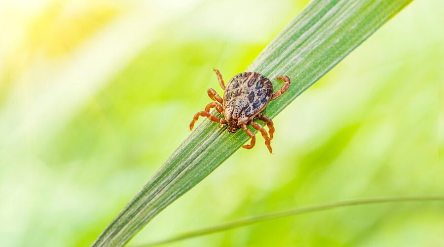 What You Need to Know About Ticks