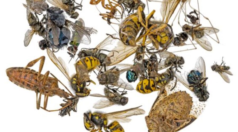 When to Hire Professional Pest Control VS. Do-It-Yourself Options