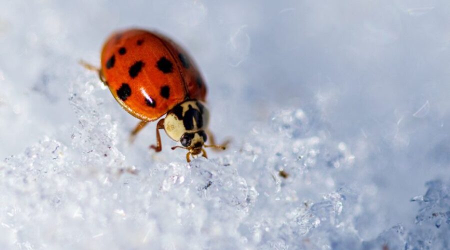 Where Do Bugs Go in the Winter?