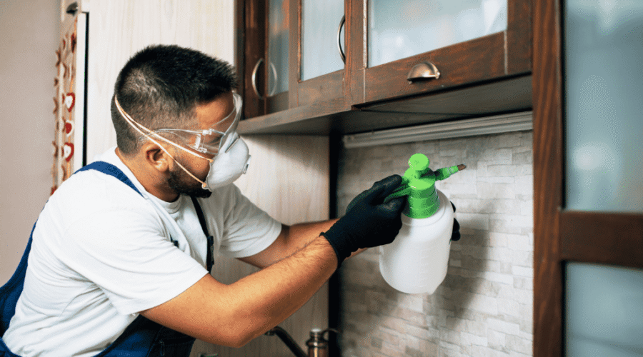 Why Termite Control in Toronto Is Crucial During Humid Summers