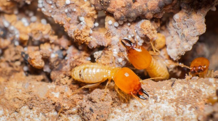 Your Ultimate Guide to Termite Prevention This Spring